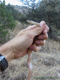 An Eastern Patch-nosed Snake (Salvadora grahamiae) in Temporal Gulch