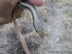 An Eastern Patch-nosed Snake (Salvadora grahamiae) in Temporal Gulch
