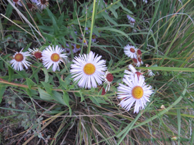 Aspen fleabane (Erigeron speciosus) along the AZT on Mount Lemmon.