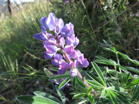 I think this is an Arizona Lupine (Lupinus arizonicus).