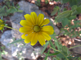 Another mystery flower.