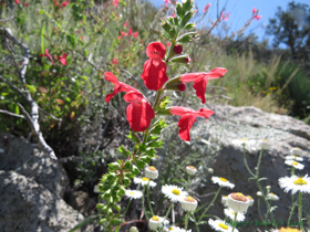 A Scarlet Hedgenettle (Stachys coccinea).