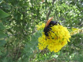 It was cool to get a chance to watch this Tarantula Hawk Wasp (Pepsis grossa) ply its less deadly trade.