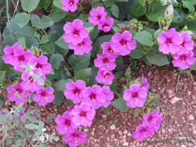 Colorado Four O'Clock (Mirabilis multiflora) at the American Flag trailhead.