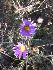 What I think is a  Tanseyleaf Tansyaster (Machaeranthera tanacetifolia).