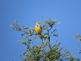 An Eastern Meadowlark (Sturnella magna) sitting pretty in the morning light.