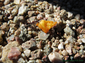 This ant must have thought it found the mother lode.