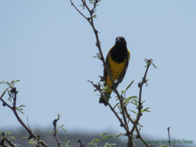 Another Scott's Oriole (Icterus parisorum) on AZT Passage 15.