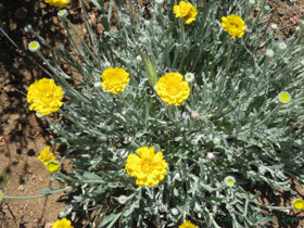 Desert Marigold (Baileya multiradiata)