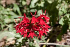 Cardinal flower (Lobelia cardinalis) in Hell Hole Canyon