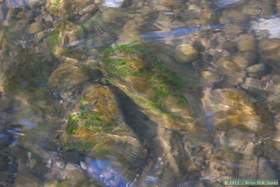 Aravaipa Creek