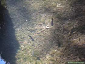 Desert suckers (Catostomus clarki) in Virgus Canyon
