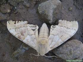 A huge western poplar sphinx moth (Pachysphinx occidentalis) in Aravaipa Canyon