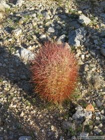 A cool red thorned cactus.