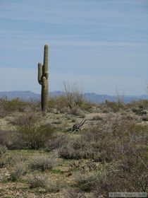 Almost all of the saguaro cacti in this area had arms that went straight up right alongside the main trunk.  They definitely look different than the saguaros down in the Tucson area.
