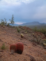 A barrel cactus holds on to the steep hillside.