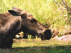 I was playing with my new high-powered telephoto lens with this one.  Taken with a Sigma 170-500mm zoom lens and 1.7X teleconverter.