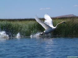 An adult Trumpeter swan (Cygnus buccinator) taking flight.