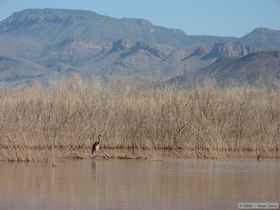 Great blue heron (Ardea herodias)