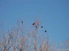 Yellow-headed blackbirds (Xanthocephalus xanthocephalus)